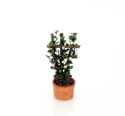 Purple Potted Jasmine